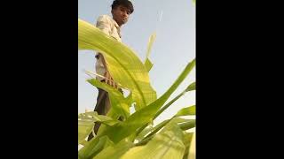 Lehrein Kya bat h farming ☺️☺️ music tone love [upl. by Boyes]