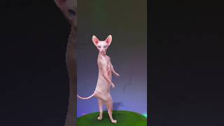 Funny short 😂🤣 cat dancingcat funny cute catlover [upl. by Glynis]