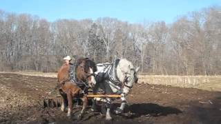 Plowing and Discing with Horses  Cedar Knoll [upl. by Charlie]