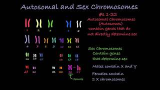 Reading Karyotypes [upl. by Tally]