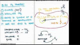 566 FA 12  CO2 TRANSPORT HALDANE AND BOHR EFFECT [upl. by Lehplar]