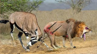 Top 10 Antelope That Can Knock Down LIONS  Lion vs Gemsbok Kudu Wildebeest Antelope Hartebeest [upl. by Mendy]