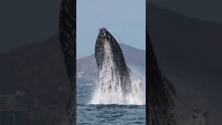 WATCH Huge Humpback Whale Jumps Out of the Water [upl. by Janek]