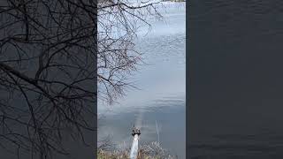 Romance by the water in early spring quebec canada enjoycanada natureshorts [upl. by Eilrac]