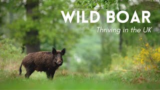 Wild Boar Thriving in the UK  Rewilding [upl. by Ladnar]