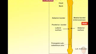 Magdy said anatomy serieslower limb anatomical feature of fibulav1 [upl. by Fagan]