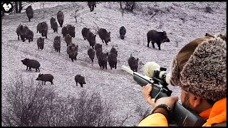 How Are American Farmers Dealing With The Millions Of Wild Boars That Are Ravaging Their Farms [upl. by Odranoel]