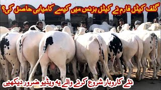 Cattle farming in Pakistan  Advice for new cattle business  Gulf cattle farm [upl. by Ylyl]