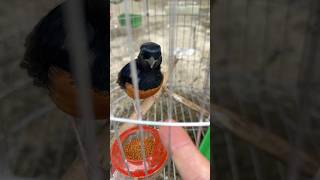 He wanted to take the bird out to compete in singing viralvideo trendingshorts animals birds [upl. by Codie]