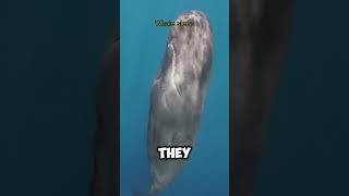 the Sleep Secrets of Sperm Whales facts animals shorts [upl. by Kelson]