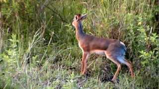 A Dikdik pair grazing together [upl. by Ahsikin439]