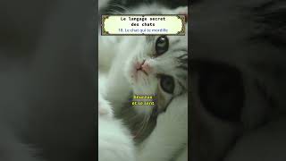 18  le chat qui te mordille [upl. by Annekam]