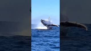 Humpback Whale Megaptera Novaeangliae Breaching Alaska USA shorts nature whale [upl. by Billie]