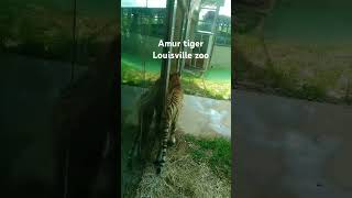 amur tiger at the Louisville zoo animal bringingthezootoyou zooamerica [upl. by Ahsennek]