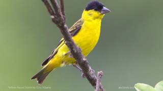 Yellowfaced Siskin [upl. by Asiulana]