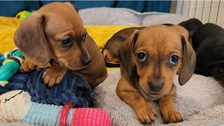 Puppies playing compilation  Mini Dachshunds 46 weeks old [upl. by Drofnelg757]