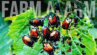 Japanese Beetles Took Over My Homestead  Episode 6  One Year on a Farm [upl. by Aleunam]