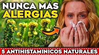 TRATA y CURA tus ALERGIAS y ASMA de Forma Natural  5 Plantas ANTIHISTAMÍNICAS para Reducir ALERGIAS [upl. by Ailad]