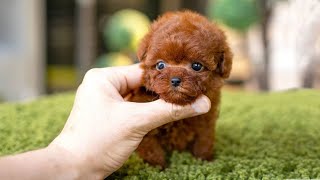 10 Dog Breeds That Have The Cutest Puppies [upl. by Mosi]