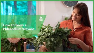 🌿 How to Grow a Phlebodium Davana 🌿 [upl. by Jit]