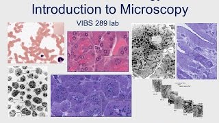 Medical School Histology Basics  Introduction to Microscopy [upl. by Yentrok]