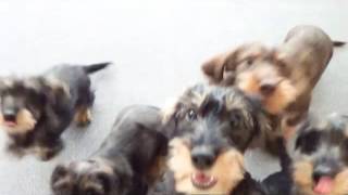 Raubtierfütterung  Feeding 3 months old dachshunds [upl. by Rebeca]