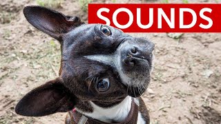 Sounds That Will Make Your Dogs Tilt Their Heads 😄 Noises For Curious Dogs [upl. by Nitsyrk]