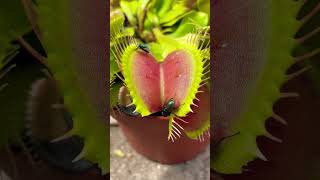 How many flies did it catch🫣 Insect eating Venus fly trap plant shorts [upl. by Latham572]