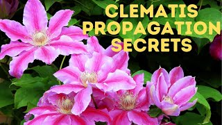 The Secrets to Clematis cuttings  The REAL WAY [upl. by Gilbertson]