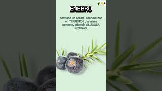 🌿Propiedades medicinales del Enebro [upl. by Asiat]