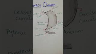 Simple way to draw stomach  Diagram of Stomach [upl. by Cleland]