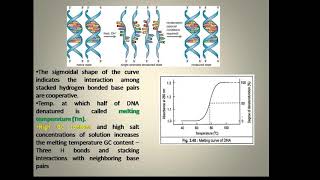 Denaturation and renaturation of DNA [upl. by Enad]