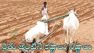 how we work with oxenploughing field with oxen bullfarming with oxenox videocattle videobulls🐂🐂 [upl. by Noma]