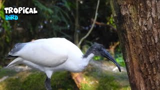 Tropical Bird Looking For Food [upl. by Mord]