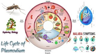 Life Cycle of Plasmodium Malarial Parasite life cycle amp Symptom [upl. by Calisa871]