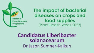 The potential impact of Candidatus Liberibacter solanacearum on UK crops [upl. by Tnek360]