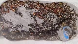 Polyergus rufescens  Formica fusca slaves  Nest overview [upl. by Hungarian347]