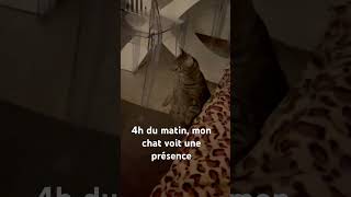 4h du matin quand mon chat voit une présence 👻 [upl. by Emerej]