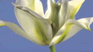 Tulipa Spring Green flower opening timelapse [upl. by Ruperta]