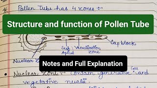 Structure and Function of Pollen Tube  Four Zones  Pollen Tube functions notes pollentube yt [upl. by Sixele532]