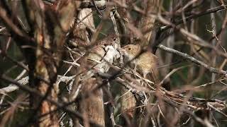 Redbacked Fairywren Hervey Bay Qld [upl. by Rabah]