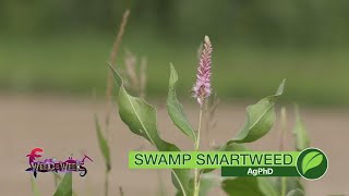 Weed of the Week 1015 Swamp Smartweed [upl. by Aip]