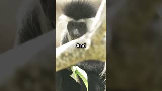 King Colobus Monkey [upl. by Peregrine]