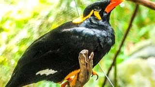 Talking birds  Palawan Mynah [upl. by Irodim]