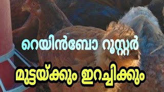 Rainbow Rooster for Meat Purpose I റെയിൻബോ റൂസ്റ്റർ Iനാടൻ ഇറച്ചി കോഴി Travel Beeps [upl. by Yrocaj]