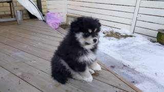 Hupsu the Finnish Lapphund [upl. by Annadal120]