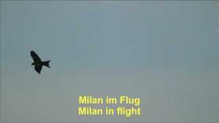 Roter Milan im Flug  Red Milan in flight [upl. by Hubert341]