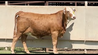 JampJ Cattle Co Simbrah Replacement Heifer [upl. by Notsahc]