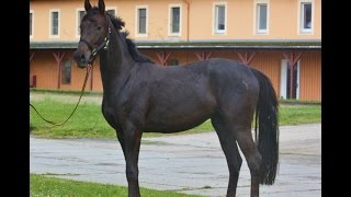 sold Quadriga Mare 2013 for sport and breeding  Dam line Don SchufroRohdiamant [upl. by Eiliak893]