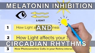 Melatonin Inhibition and Circadian Rhythms [upl. by Chesnut]